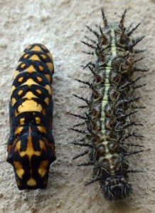 The spiked caterpillar of the Acrea horta strip the wild peach of its leaves (Picture courtesy Wikipedia Commons)